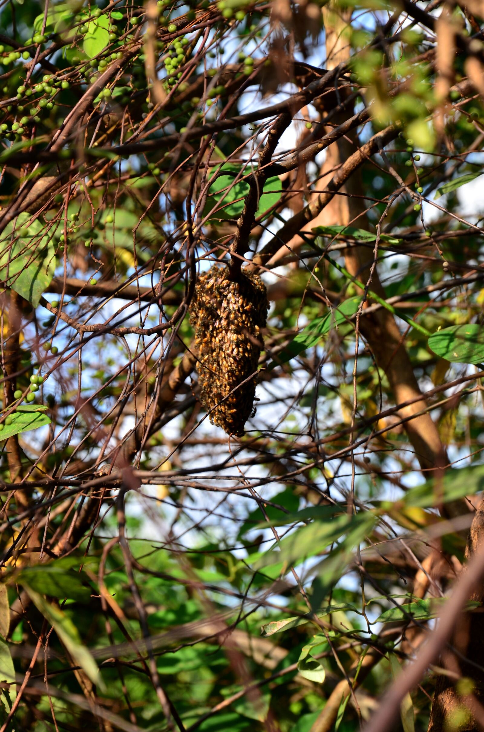 Nikon D7000 sample photo. Bees, beehive, hive photography