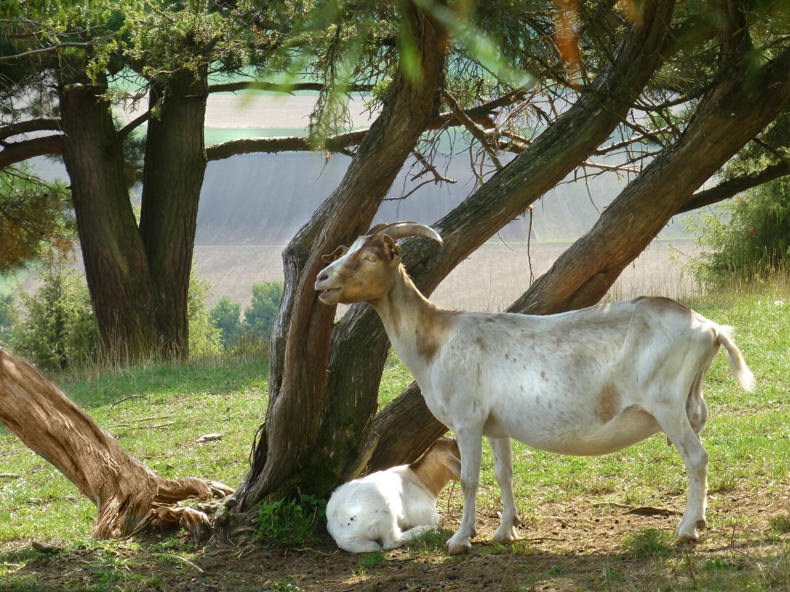 Panasonic DMC-TZ31 sample photo. Goat, livestock, nature photography