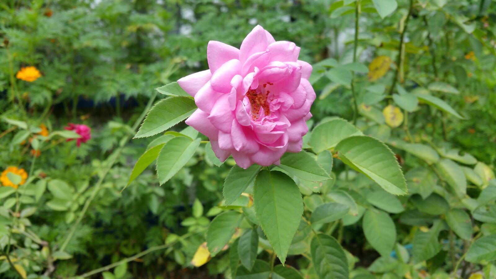 Samsung Galaxy Note4 sample photo. Flower, pink, nectar photography