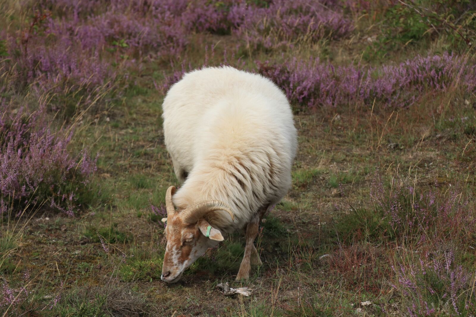Canon EF-S 18-135mm F3.5-5.6 IS USM sample photo. Heide, hei, sheep photography