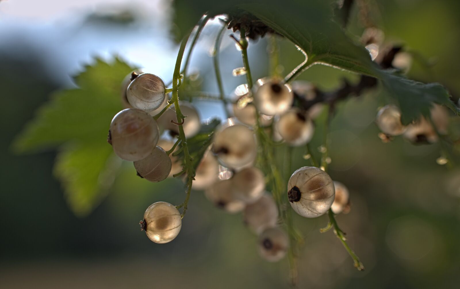 Nikon D7000 sample photo. Currant, plants, garden photography