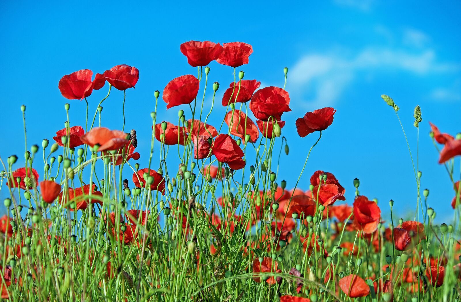 Fujifilm X-T10 sample photo. Poppy, flower, klatschmohn photography