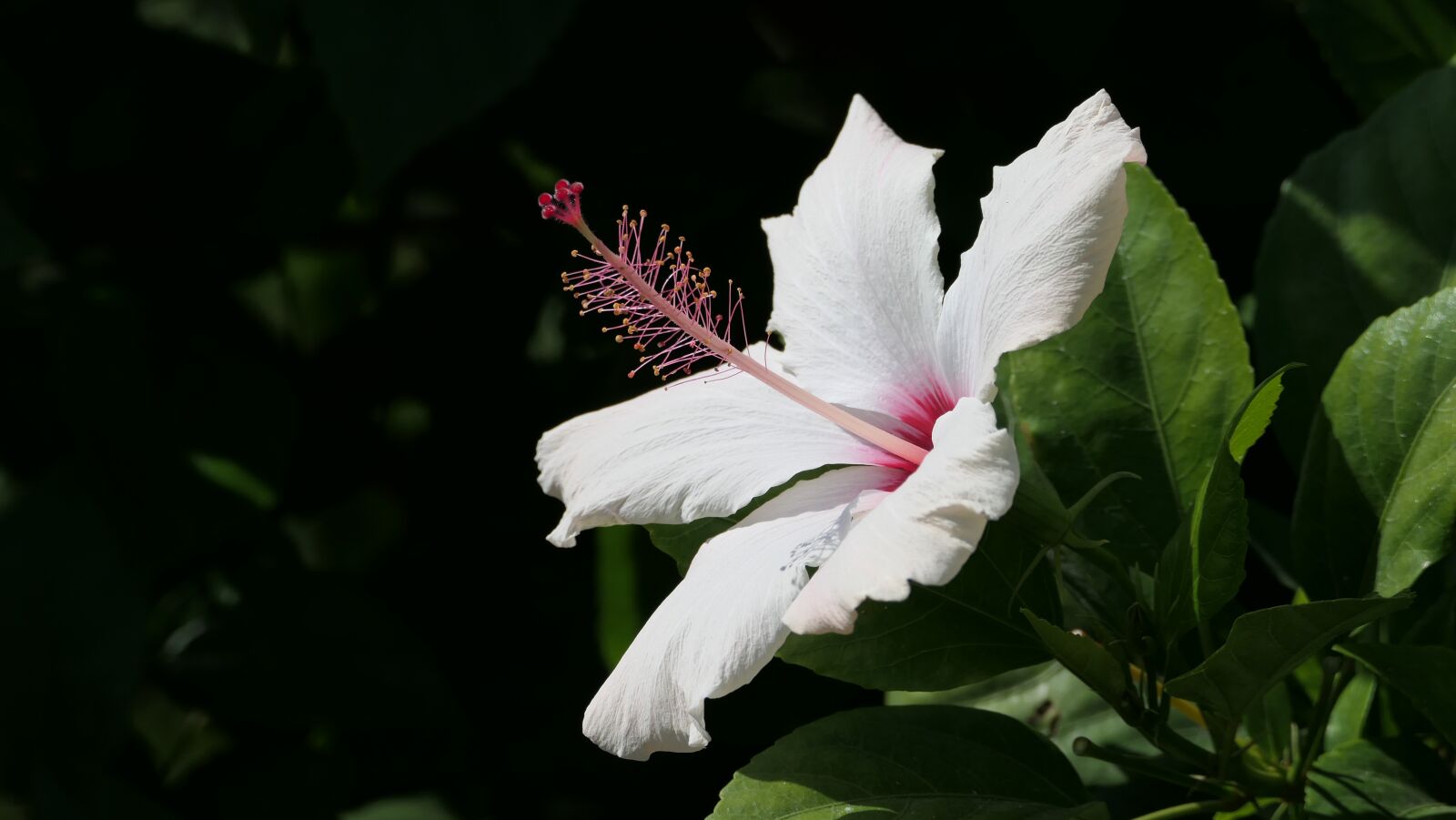 Panasonic DC-FZ10002 sample photo. Hibiscus, flower, plant photography