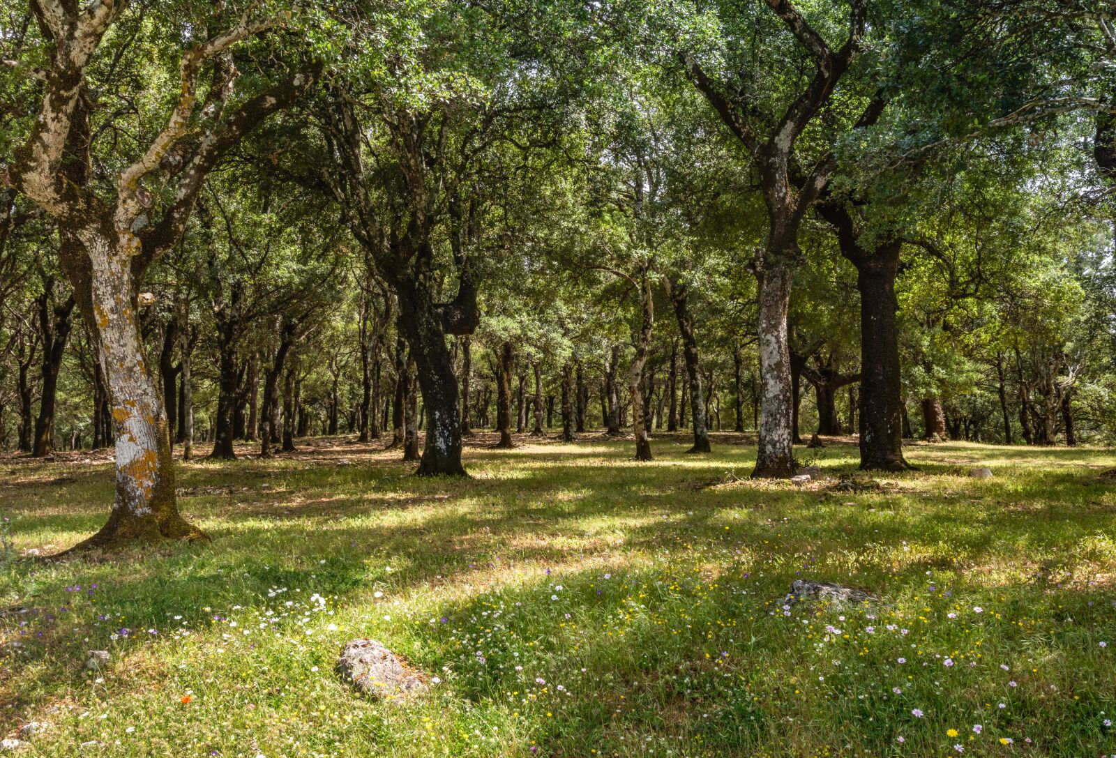 Nikon D810 sample photo. Trees, cork, forest photography