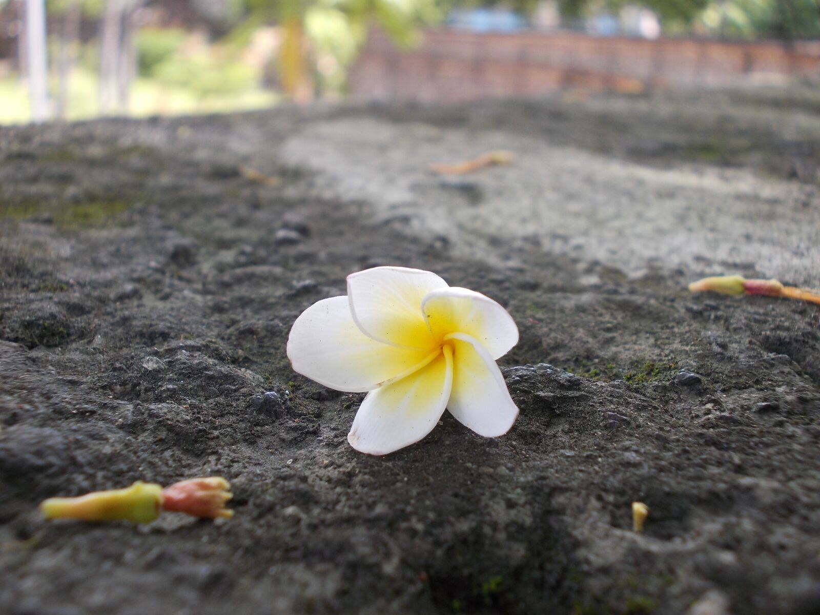 Nikon COOLPIX L25 sample photo. Flower, white, frangipani photography