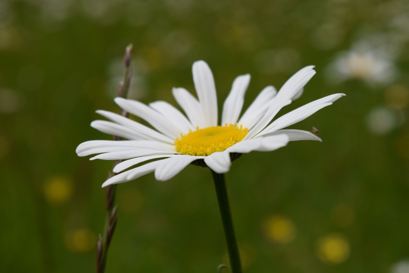Nikon D3300 sample photo. Marguerite, white, meadow margerite photography