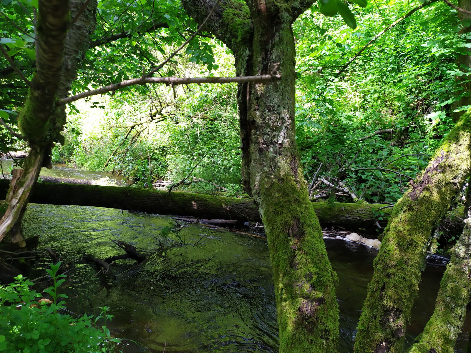 Xiaomi Redmi Note 7 sample photo. Forest, poland, nature photography