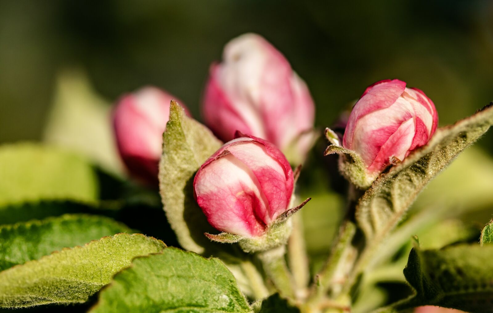 Canon EF-S 60mm F2.8 Macro USM sample photo. Apple tree blossom, blossom photography