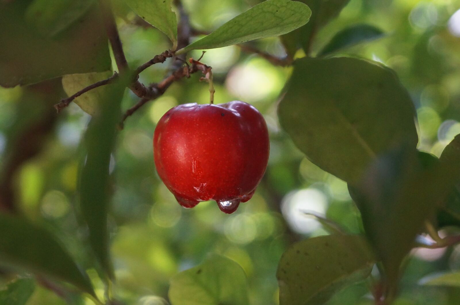Sony SLT-A37 sample photo. Acerola, fruit, nature photography