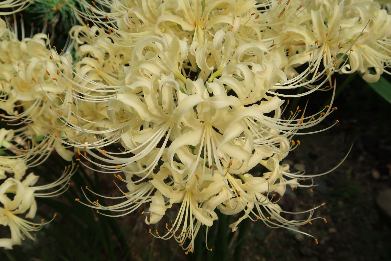 Canon PowerShot G7 X Mark II sample photo. Flowers, spider lily, amaryllidaceae photography
