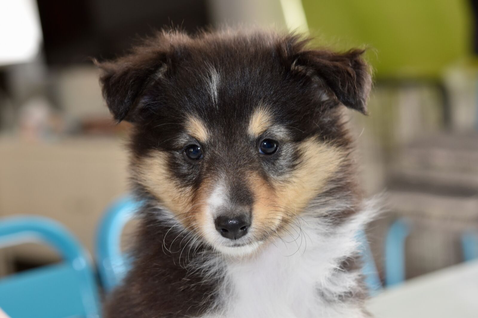 Nikon D5600 sample photo. Dog, shetland sheepdog, puppy photography