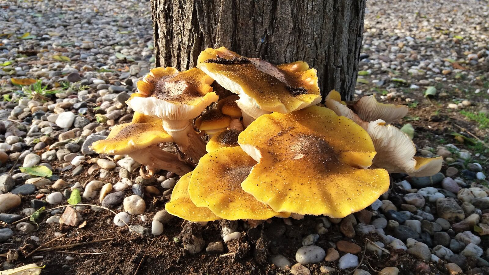 Samsung Galaxy J5 sample photo. Fungi, autumn, mushroom photography