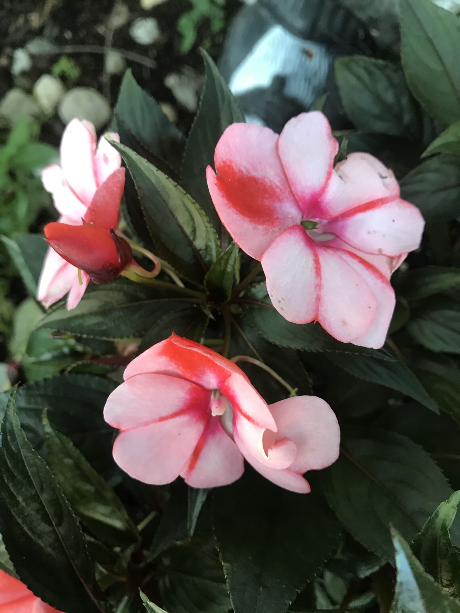 Apple iPhone 7 sample photo. Flower, spring, summer photography