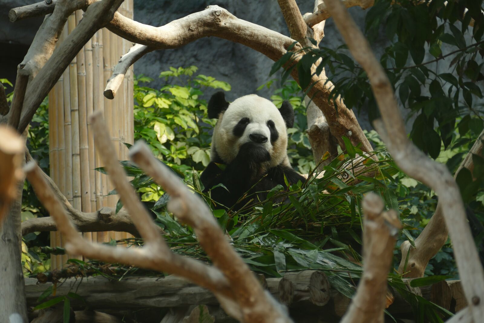 Panasonic Lumix DMC-FZ1000 sample photo. Panda, bear, head drawing photography