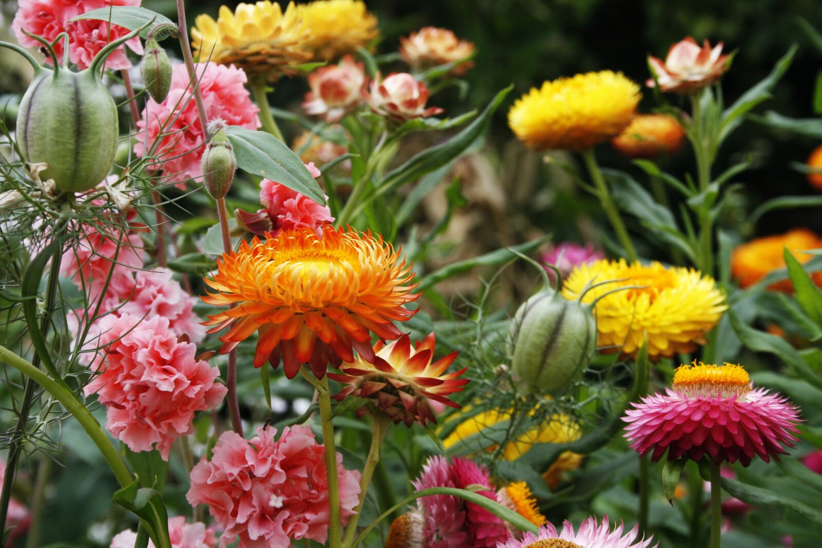 Canon EOS 30D sample photo. Garden, english, meadow photography