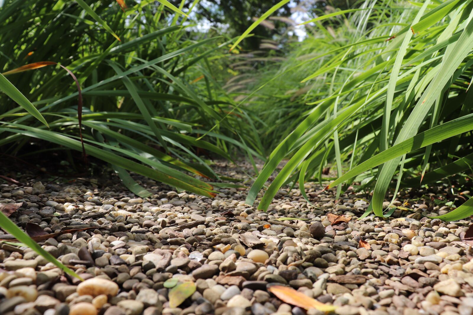 Canon EOS 800D (EOS Rebel T7i / EOS Kiss X9i) sample photo. Path, stones, nature photography