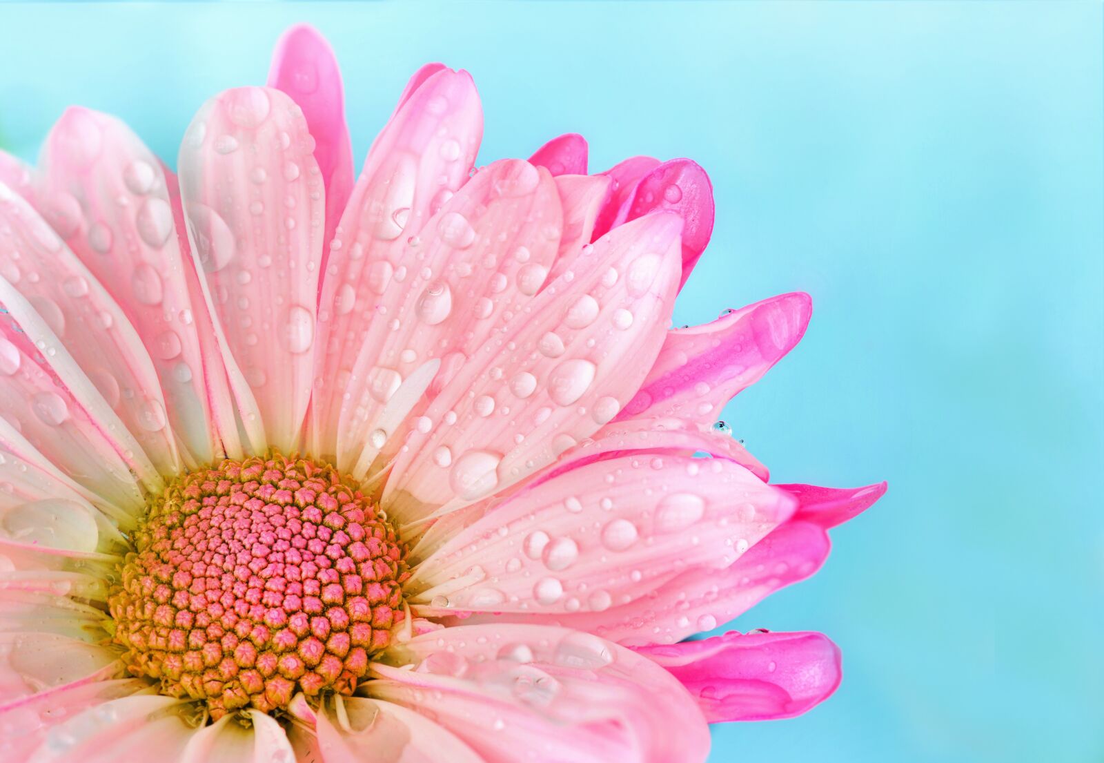 Canon EOS 5D Mark III sample photo. Flower, nature, flora photography