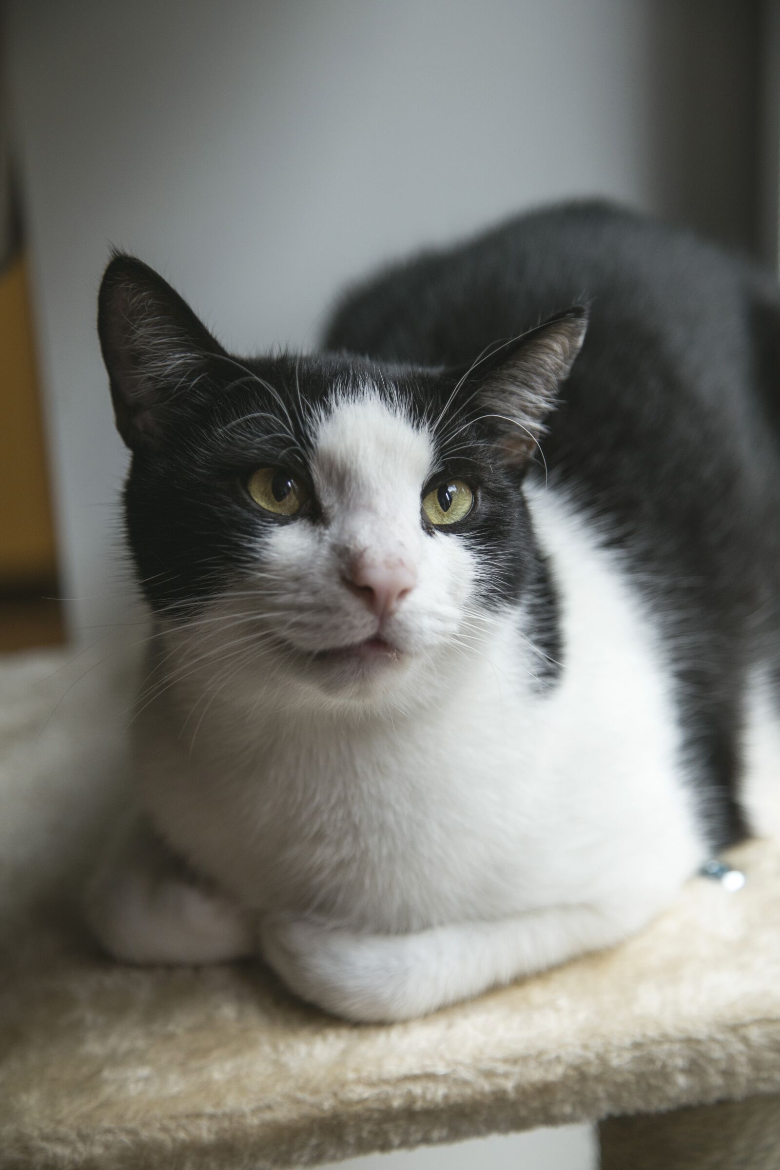 Canon EOS 6D + Canon EF 24-105mm F4L IS USM sample photo. Cat, feline, kitty photography