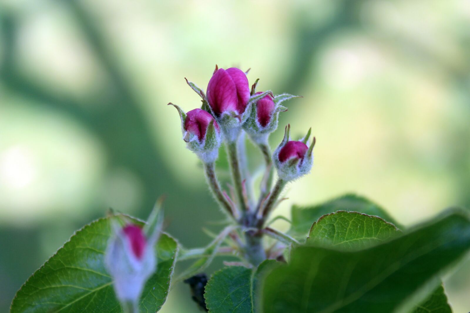 Canon EOS 1300D (EOS Rebel T6 / EOS Kiss X80) sample photo. Apple blossom, bud, apple photography