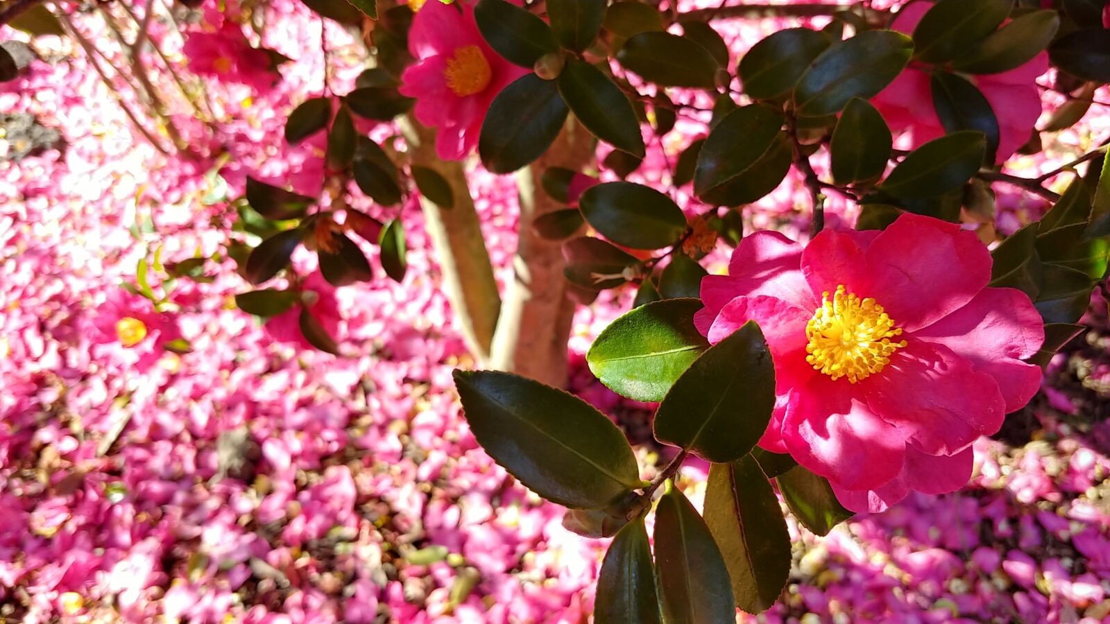 LG M-V300S sample photo. Camellia, camellia flower, jeju photography
