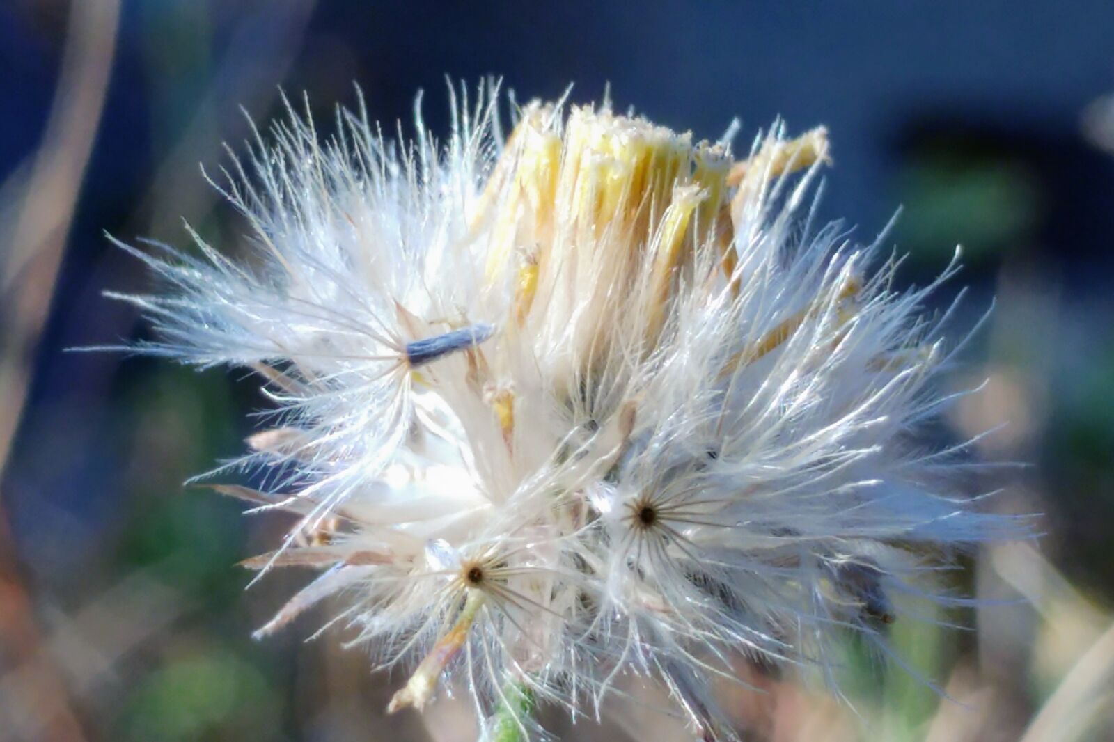 LG G5 sample photo. Flying seeds, reed, meadow photography