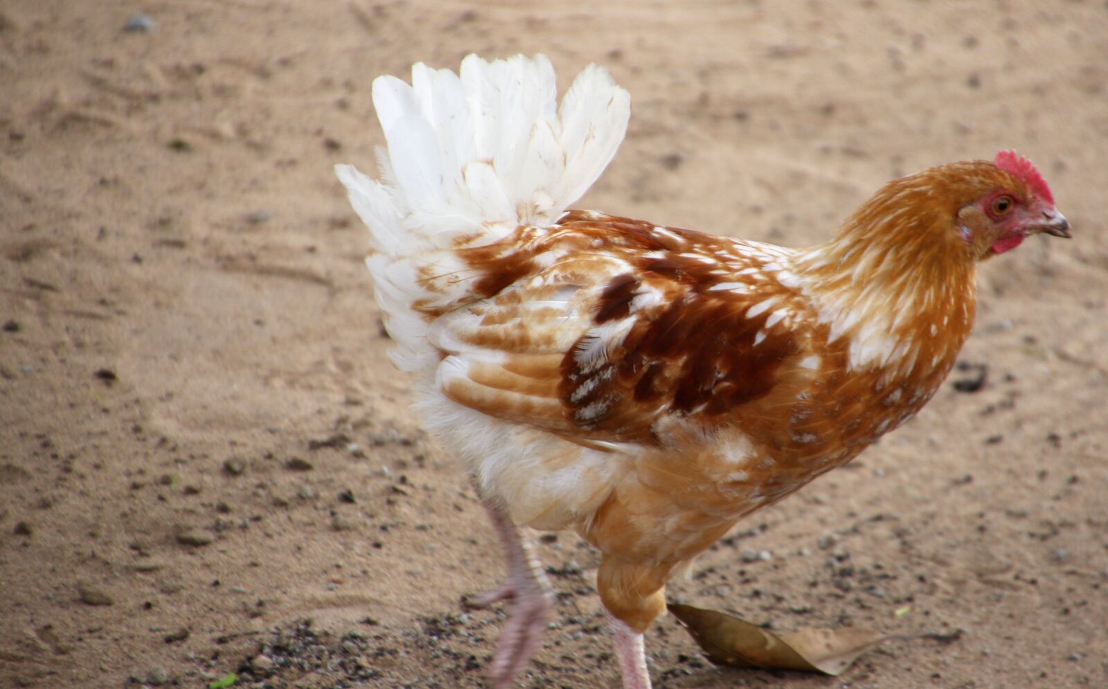 Canon EOS 7D Mark II sample photo. Chicken, eggs, feathers, food photography