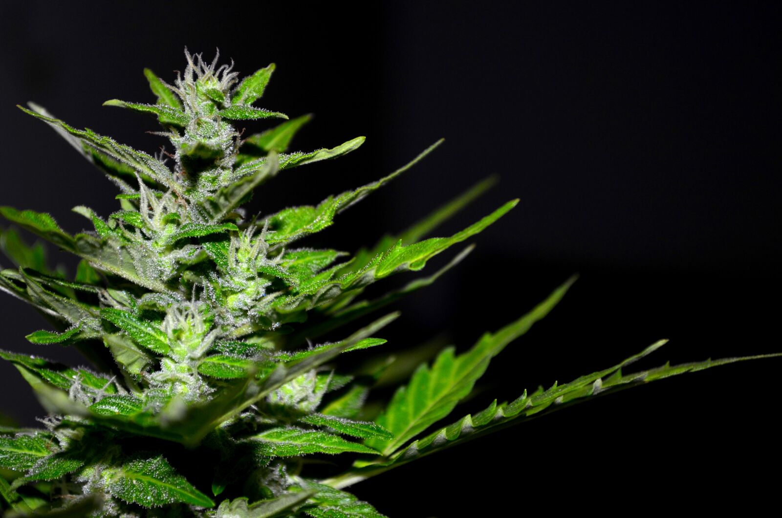 Nikon D5100 sample photo. Cannabis, hemp, plant photography