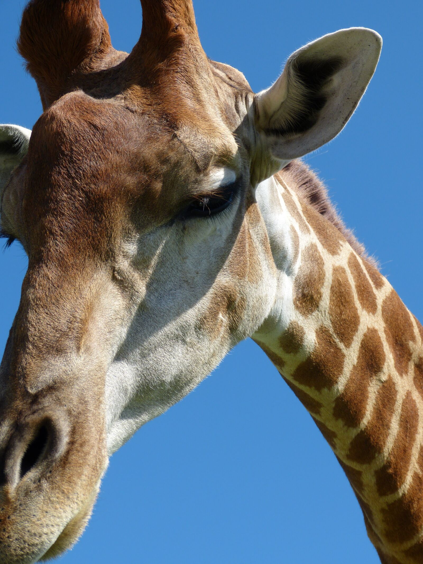 Panasonic Lumix DMC-FZ150 sample photo. Giraffe, animal, zoo photography