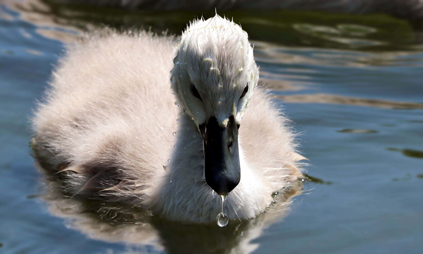 Canon EOS 80D sample photo. White swan, water, wildlife photography