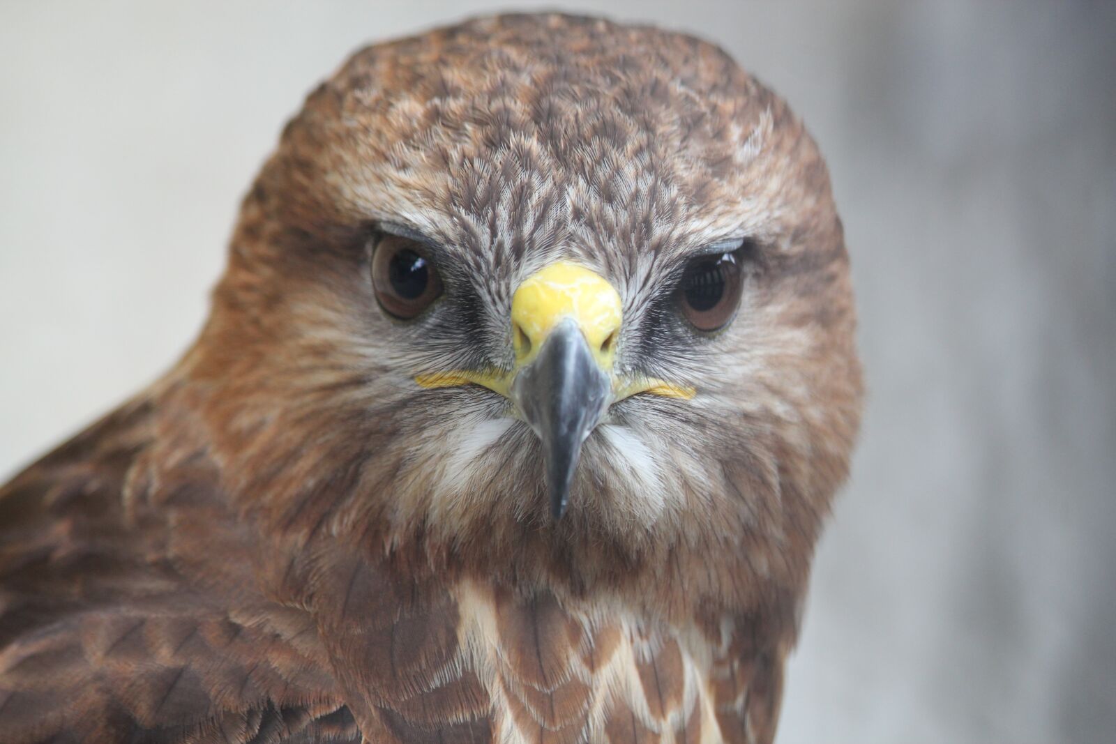 Canon EOS 550D (EOS Rebel T2i / EOS Kiss X4) sample photo. Buzzard, bird, prey photography