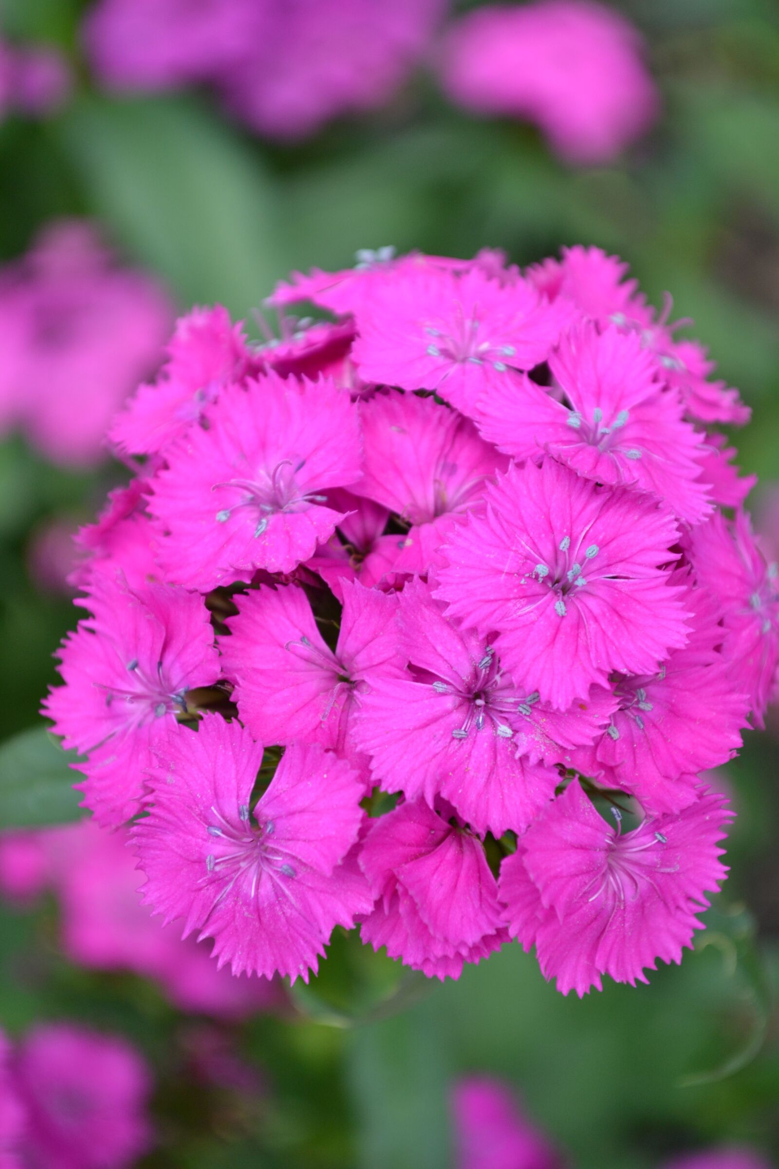 Nikon D3100 sample photo. Flower, pink, pretty photography