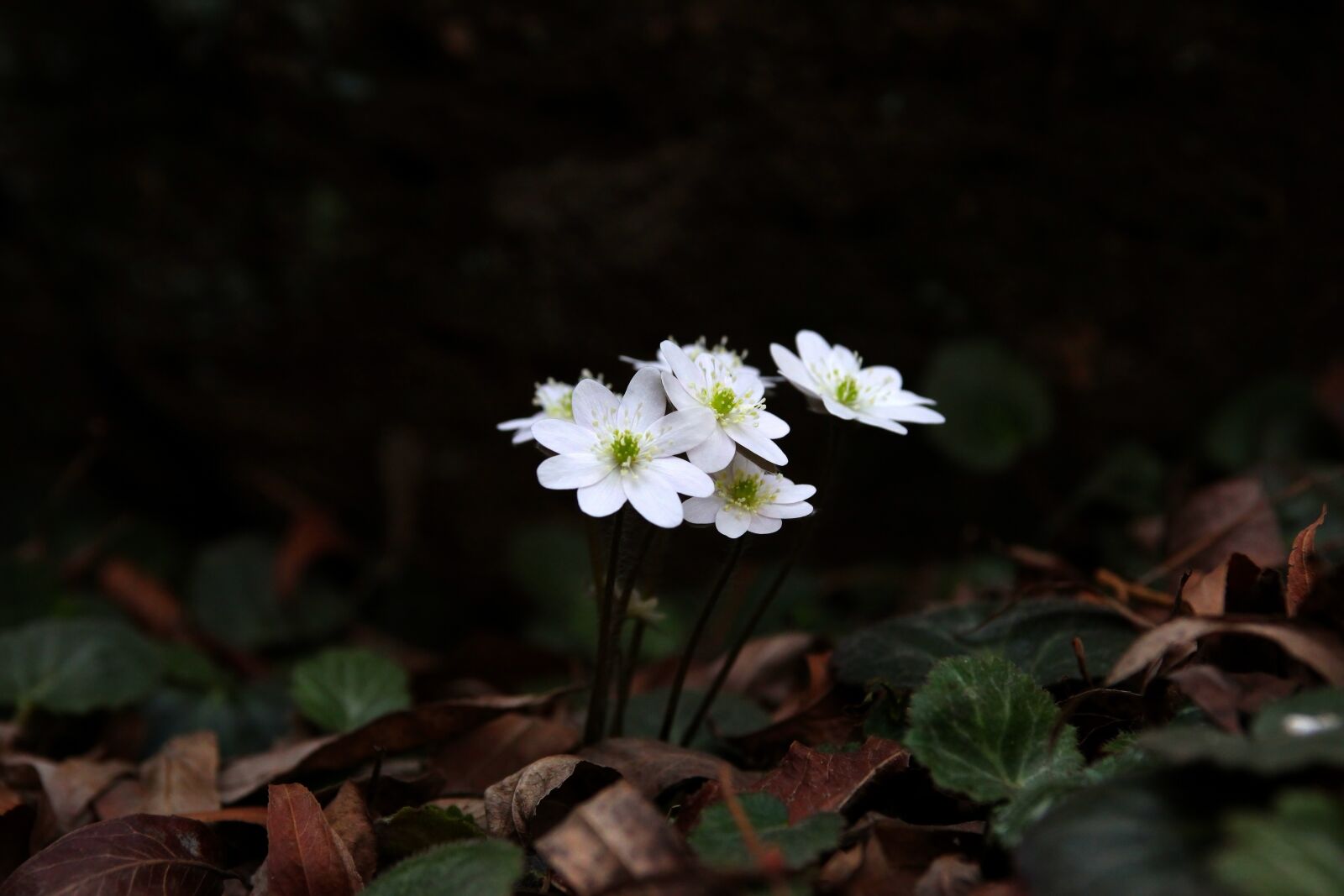 Canon EOS 5D Mark II sample photo. Nature, flowers, plants photography