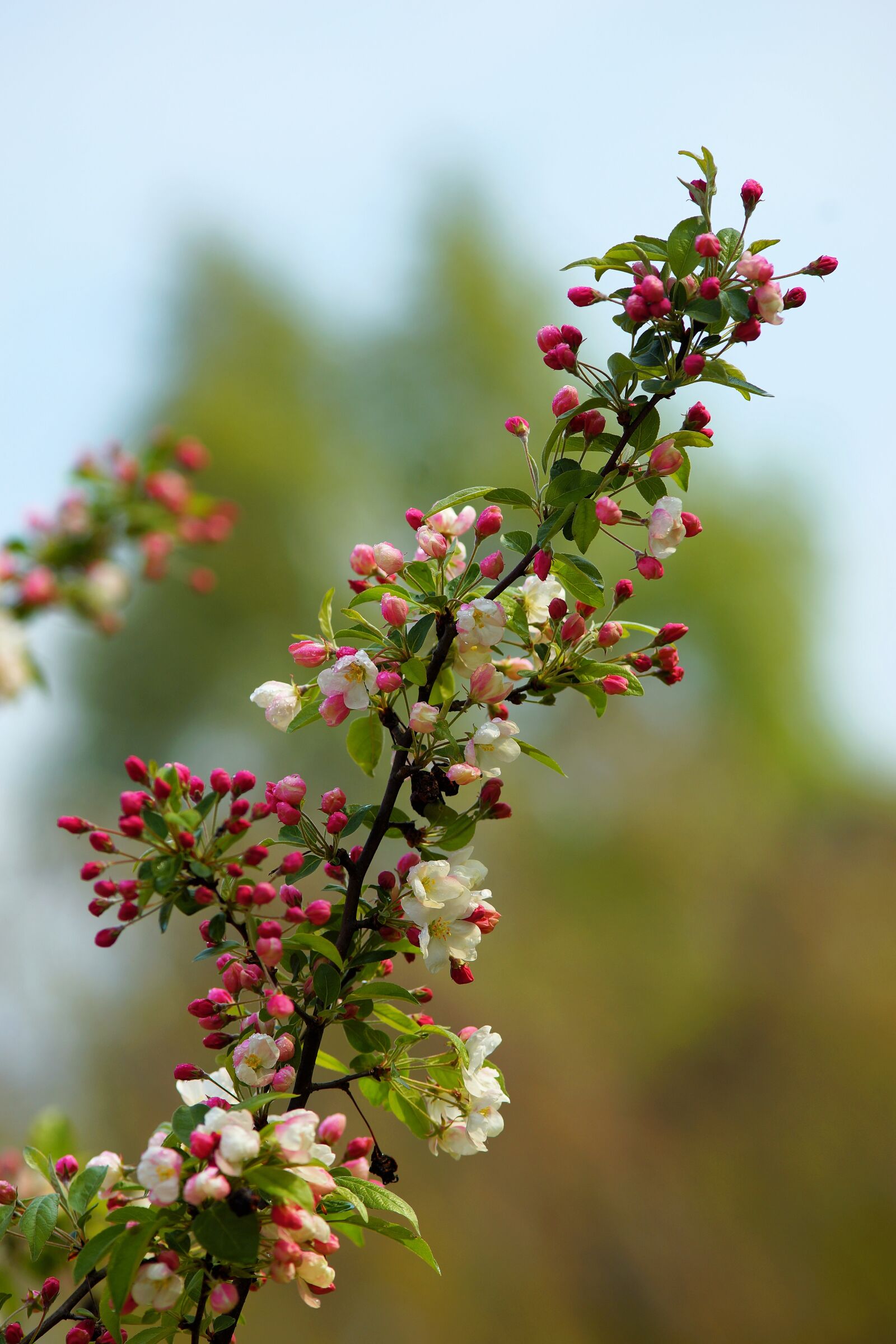 Minolta AF 200mm F2.8 HS-APO G sample photo. Nature, flower, tree photography