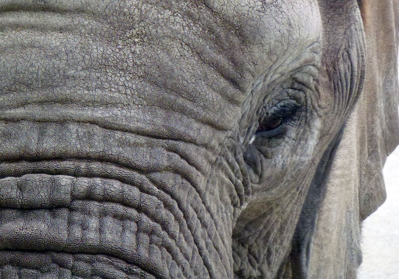 Leica V-Lux 30 / Panasonic Lumix DMC-TZ22 sample photo. Elephant, zoo, animal photography
