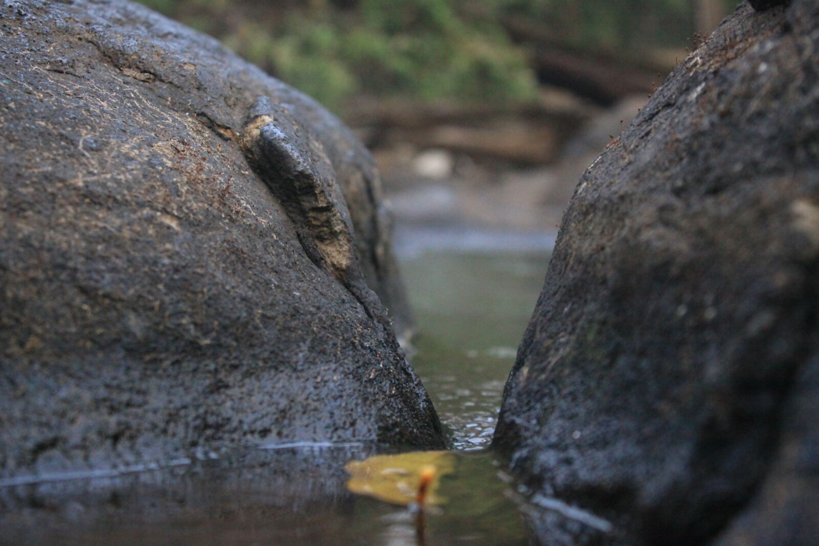Canon EOS 50D + Canon EF-S 18-55mm F3.5-5.6 IS II sample photo. Leaf, nature, stones, water photography