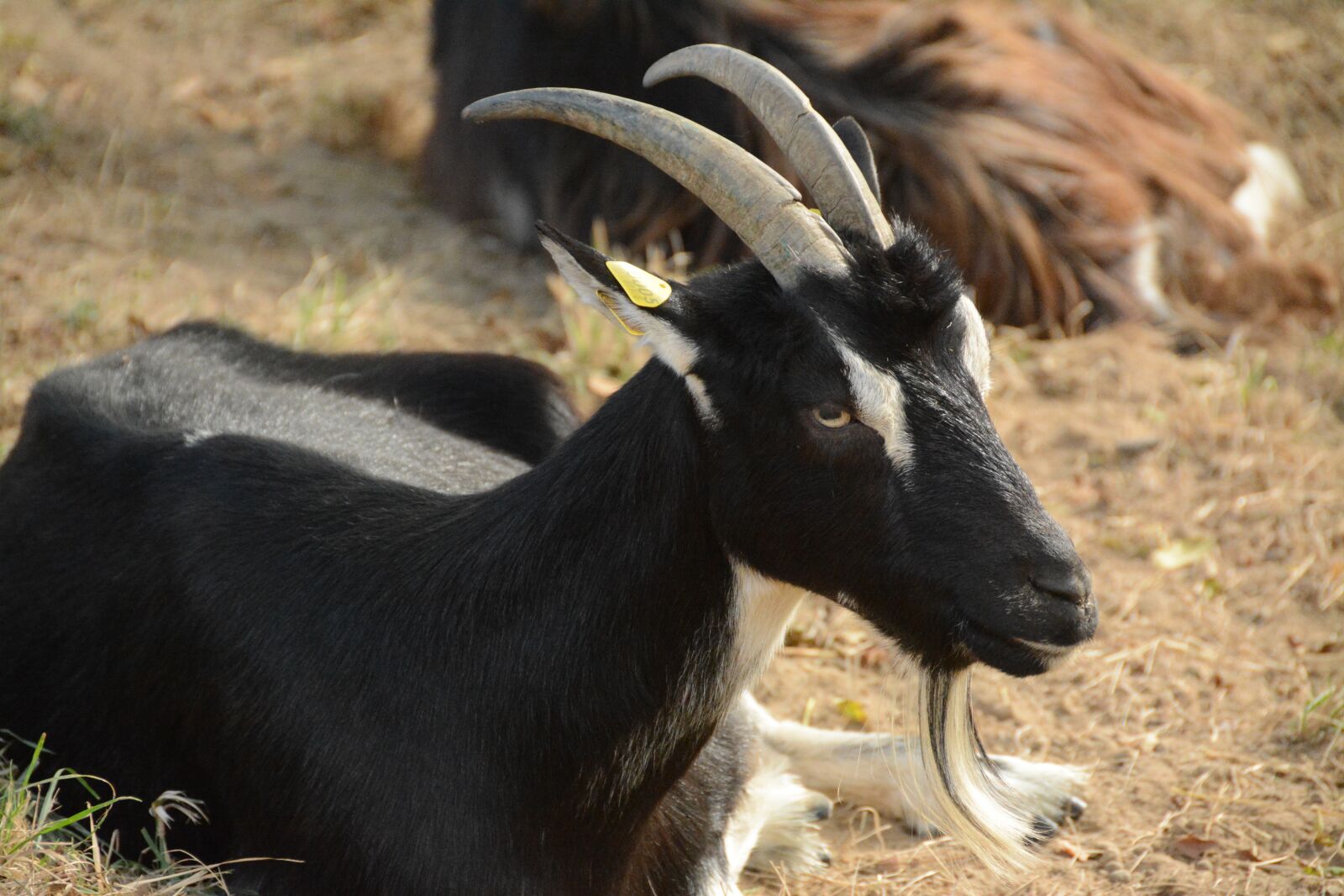 Nikon D7100 sample photo. Goat, horns, cornu photography