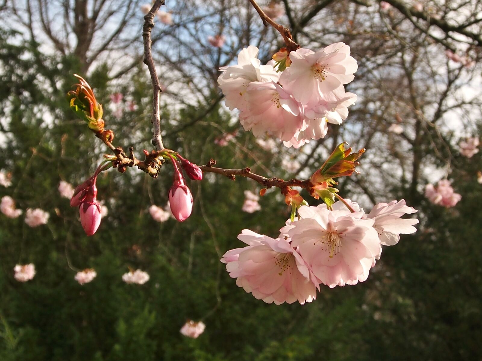 Olympus OM-D E-M5 sample photo. Japanese cherry, flowers, bud photography