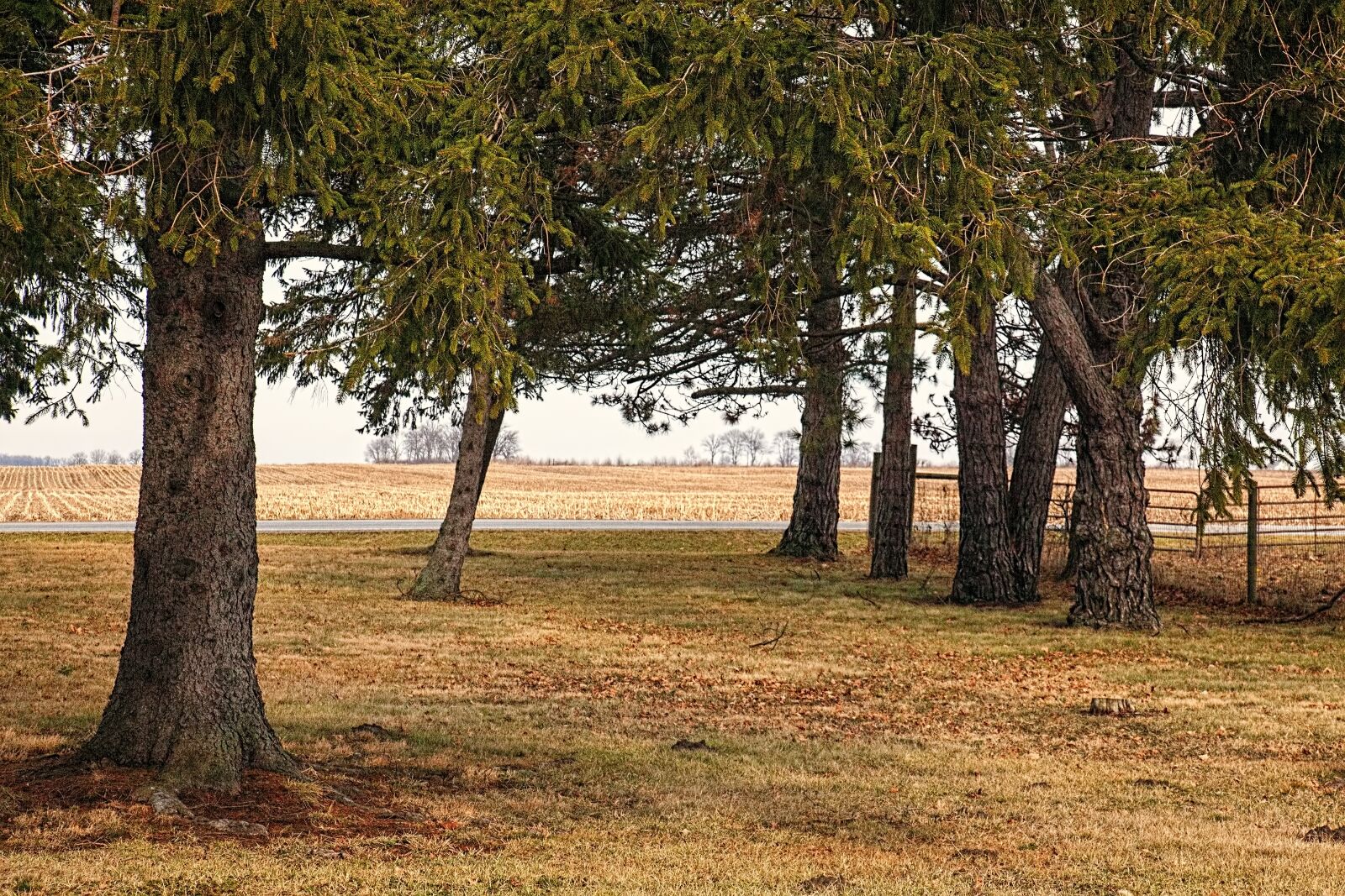 Canon EOS 5D Mark II sample photo. Scenery, trees, artistic photography