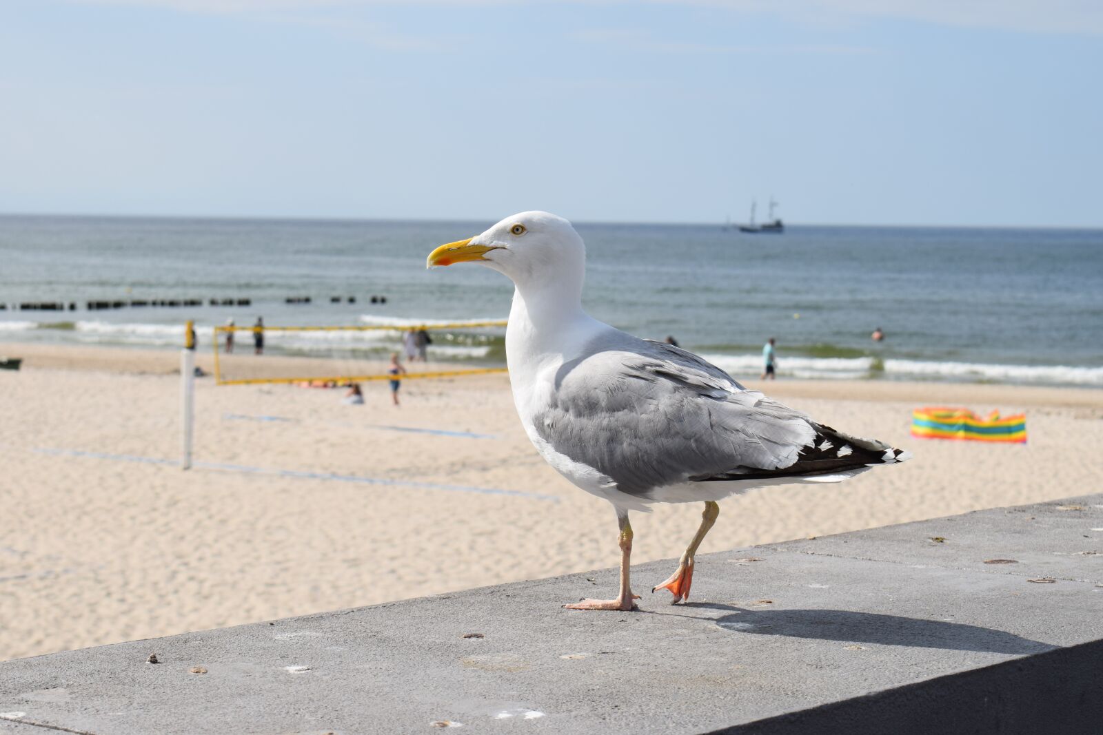 Nikon D5300 sample photo. Seagull, sea, bird photography