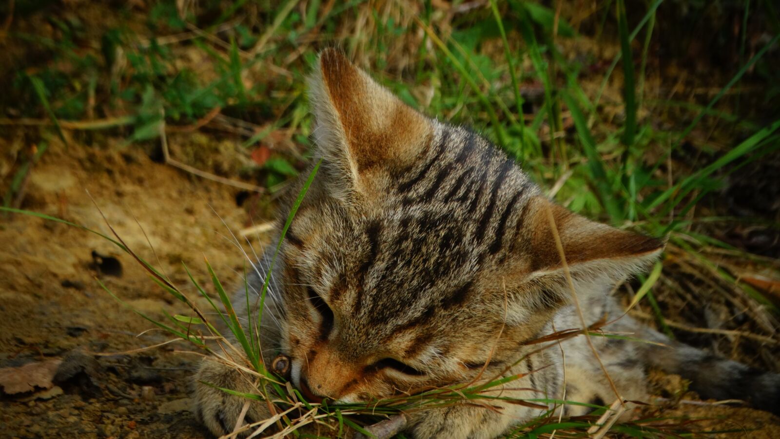 Sony Cyber-shot DSC-HX300 sample photo. Cat, kitten, pet photography