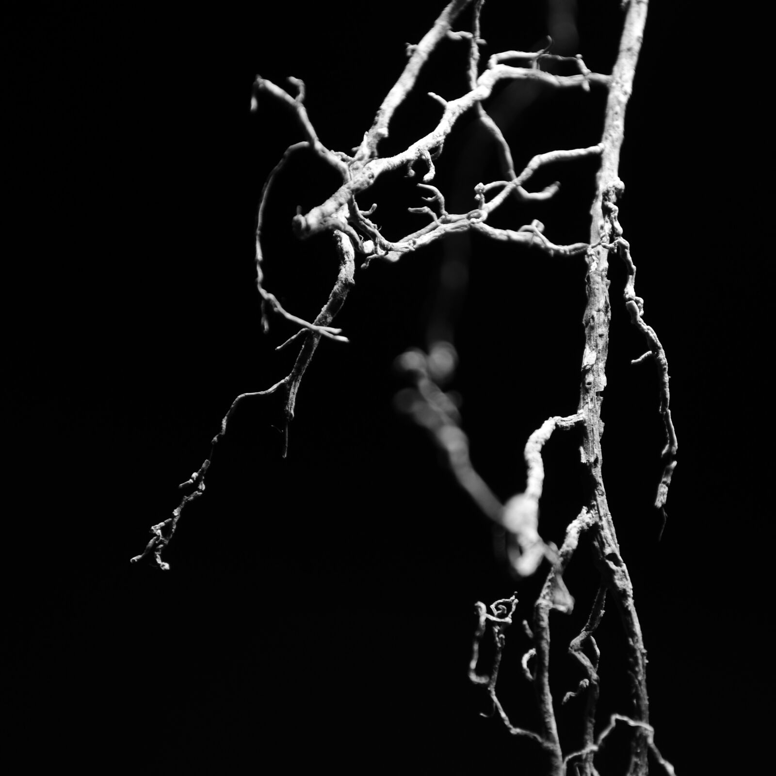 Nikon D3100 sample photo. Abstract, black, and, white photography