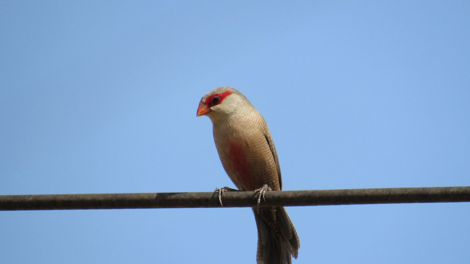 Canon PowerShot SX520 HS sample photo. Birds, nature, animals photography