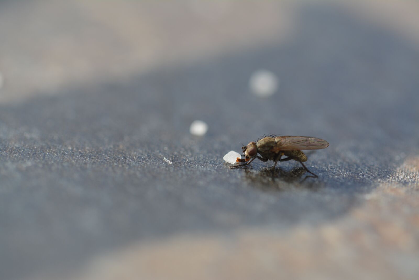 Nikon D5200 sample photo. Fly, close up, detail photography