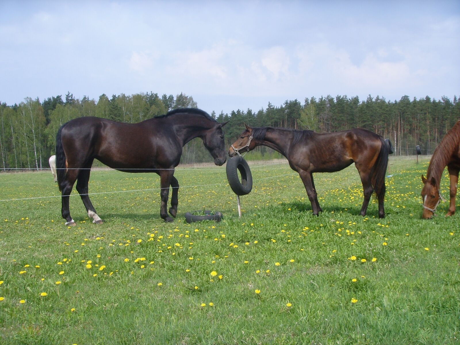 Samsung Digimax i5, Samsung #1 sample photo. Horse, horses, equine photography