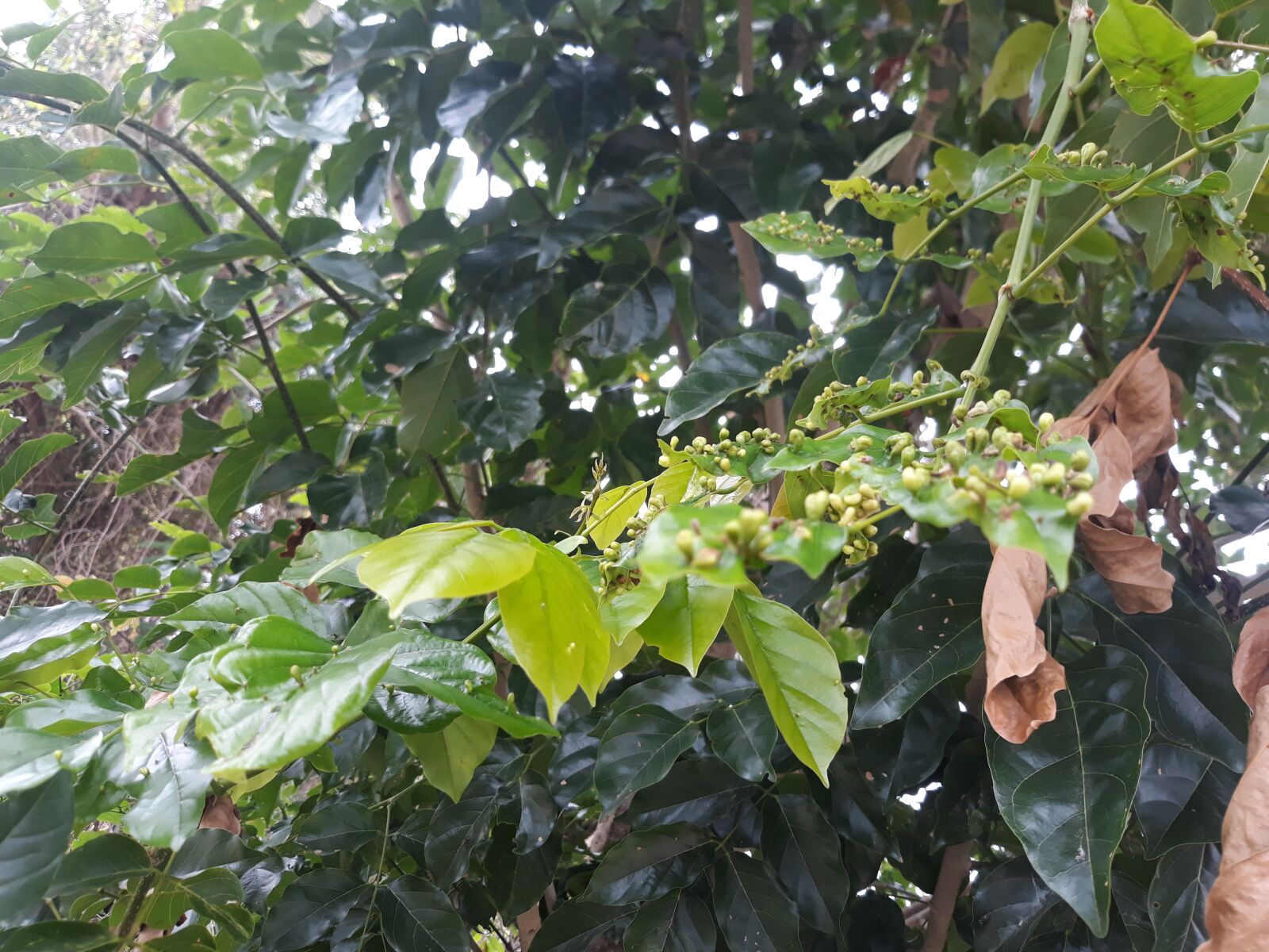 Samsung Galaxy J7 Pro sample photo. Nature, green tree, leaf photography
