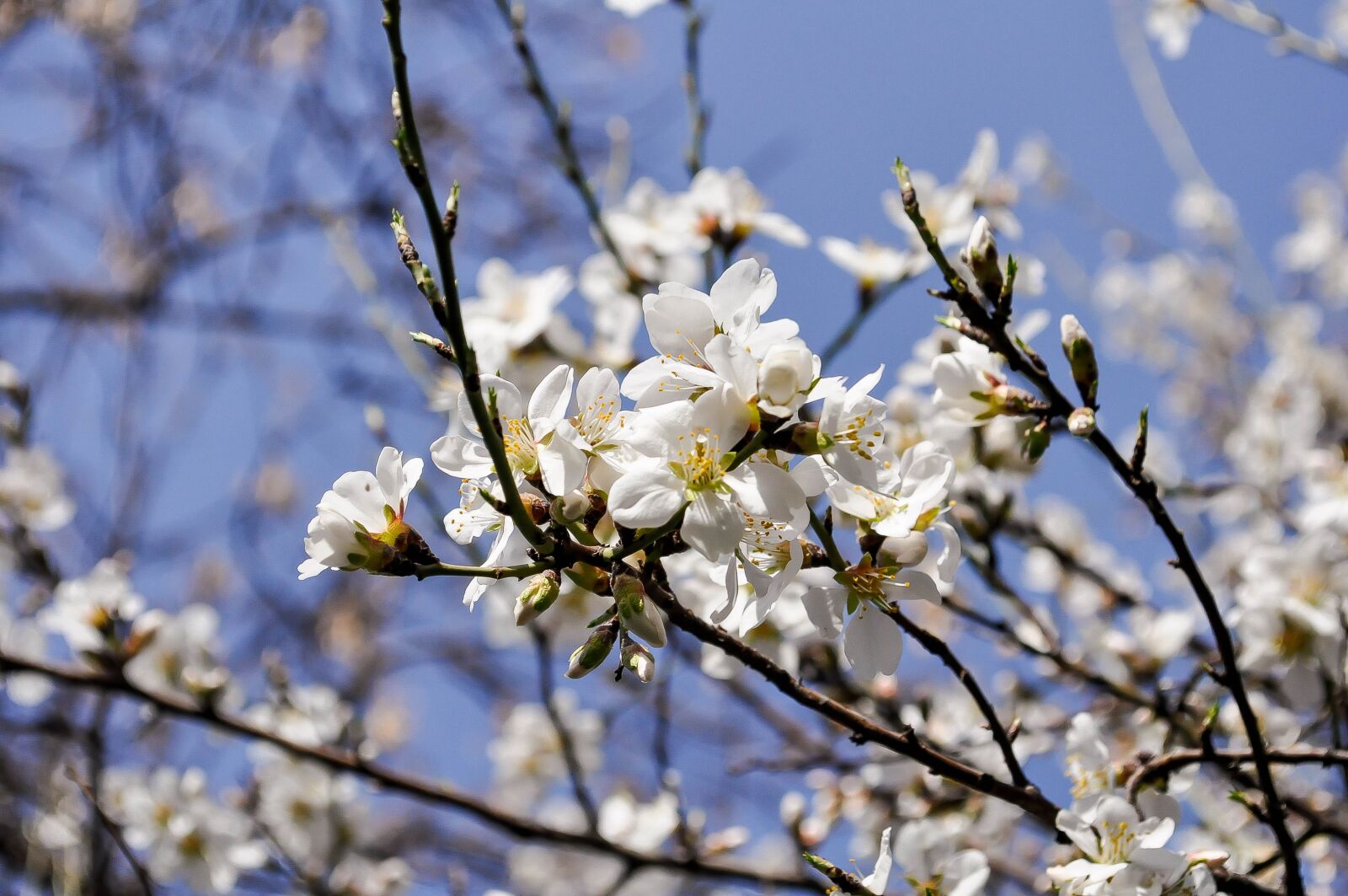 Nikon D90 sample photo. Spring, flowers, nature photography