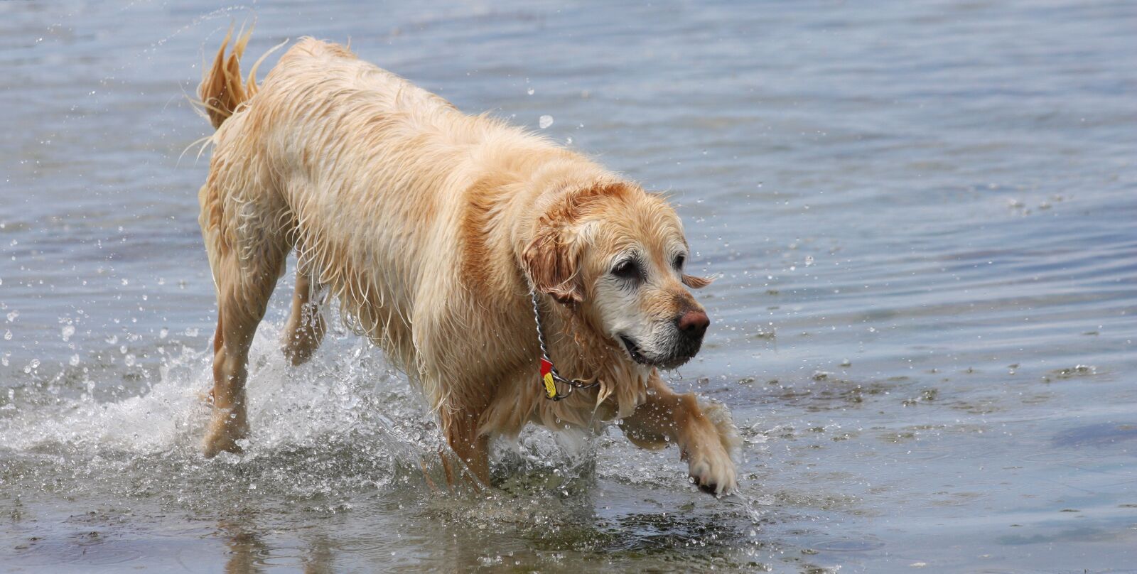 Canon EOS 40D sample photo. Golden lab, dog, water photography
