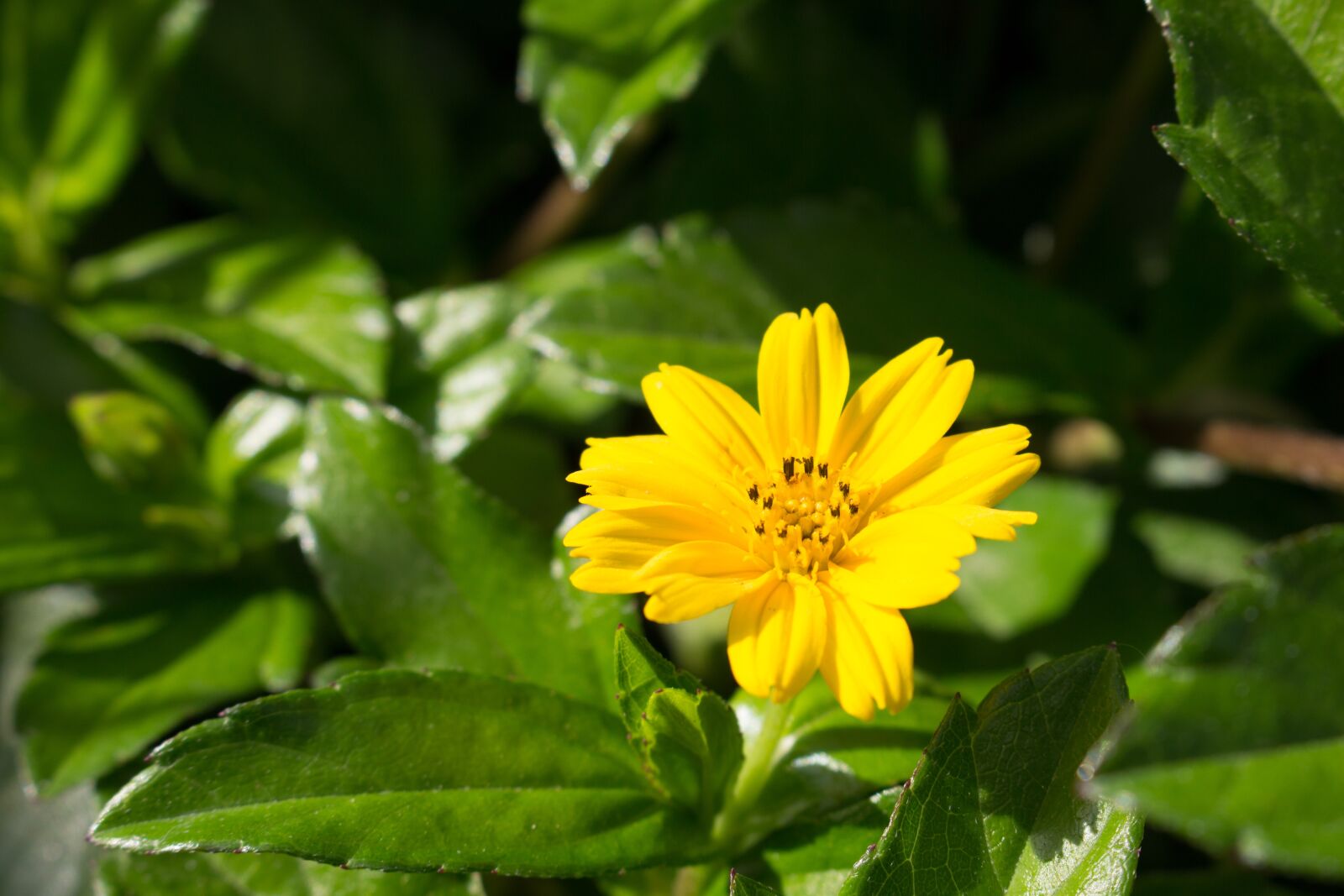 Canon EOS 700D (EOS Rebel T5i / EOS Kiss X7i) sample photo. Flowers, nature, flower photography