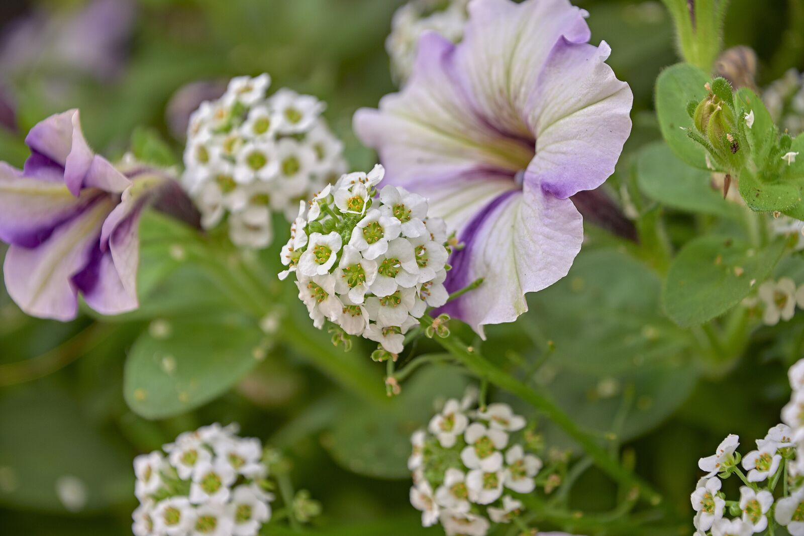 Nikon D7200 sample photo. Flower, garden, plant photography