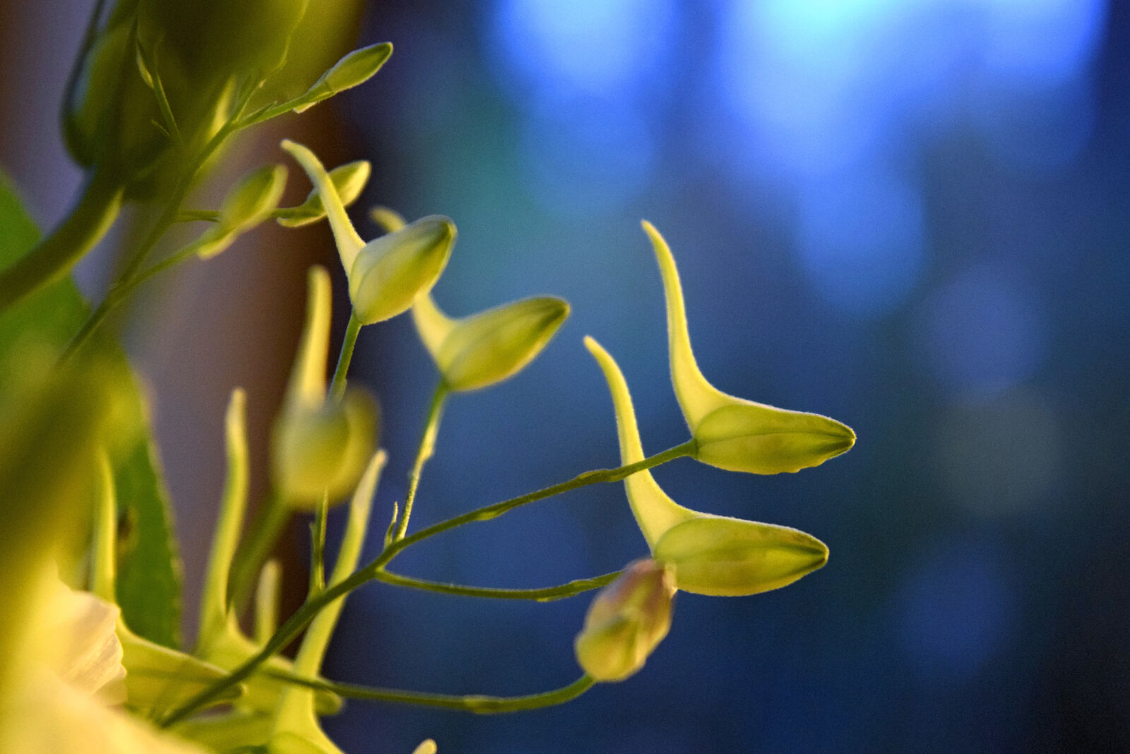 Nikon D3300 sample photo. Flora, flowers, plant photography